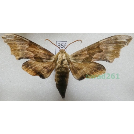 Mimas tiliae (Linnaeus, 1758) Nastrosz lipowiec Poland35f